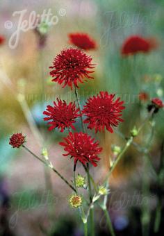 Knautia macedonica